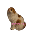 花ちゃんだらけ❁﻿癒し猫（個別スタンプ：14）