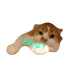花ちゃんだらけ❁﻿癒し猫（個別スタンプ：16）