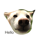犬と猫の日常会話（個別スタンプ：2）
