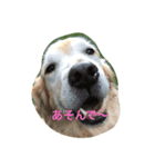 犬と猫の日常会話（個別スタンプ：5）