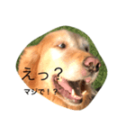 犬と猫の日常会話（個別スタンプ：6）