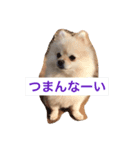 ポメラニアンぴー（個別スタンプ：2）