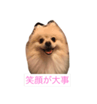 ポメラニアンぴー（個別スタンプ：3）