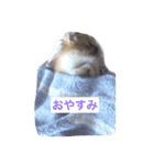 ポメラニアンぴー（個別スタンプ：4）