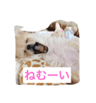 ポメラニアンぴー（個別スタンプ：6）