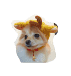 ポメラニアンぴー（個別スタンプ：15）