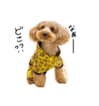 dog toy poudre（個別スタンプ：1）