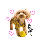dog toy poudre（個別スタンプ：2）