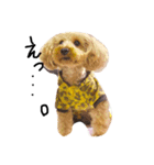 dog toy poudre（個別スタンプ：3）