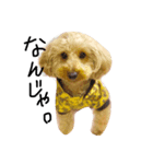 dog toy poudre（個別スタンプ：4）