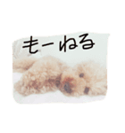 dog toy poudre（個別スタンプ：5）