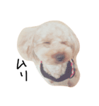 dog toy poudre（個別スタンプ：6）