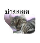 my sayang cat（個別スタンプ：5）