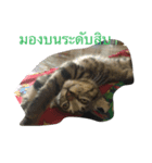 my sayang cat（個別スタンプ：8）