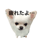 mugigi（個別スタンプ：4）