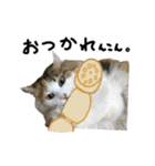 おふざけ三毛猫三毛吉。写真バージョン2。（個別スタンプ：1）