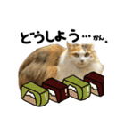 おふざけ三毛猫三毛吉。写真バージョン2。（個別スタンプ：2）