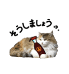 おふざけ三毛猫三毛吉。写真バージョン2。（個別スタンプ：3）