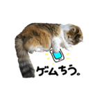 おふざけ三毛猫三毛吉。写真バージョン2。（個別スタンプ：4）