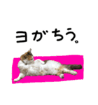 おふざけ三毛猫三毛吉。写真バージョン2。（個別スタンプ：6）
