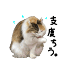 おふざけ三毛猫三毛吉。写真バージョン2。（個別スタンプ：8）