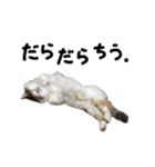 おふざけ三毛猫三毛吉。写真バージョン2。（個別スタンプ：9）