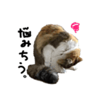 おふざけ三毛猫三毛吉。写真バージョン2。（個別スタンプ：10）