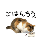 おふざけ三毛猫三毛吉。写真バージョン2。（個別スタンプ：11）