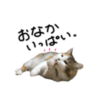 おふざけ三毛猫三毛吉。写真バージョン2。（個別スタンプ：12）
