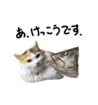 おふざけ三毛猫三毛吉。写真バージョン2。（個別スタンプ：13）
