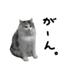おふざけ三毛猫三毛吉。写真バージョン2。（個別スタンプ：15）