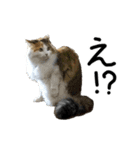 おふざけ三毛猫三毛吉。写真バージョン2。（個別スタンプ：17）
