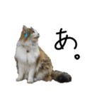 おふざけ三毛猫三毛吉。写真バージョン2。（個別スタンプ：18）