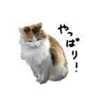 おふざけ三毛猫三毛吉。写真バージョン2。（個別スタンプ：20）