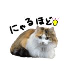 おふざけ三毛猫三毛吉。写真バージョン2。（個別スタンプ：21）