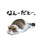 おふざけ三毛猫三毛吉。写真バージョン2。（個別スタンプ：22）
