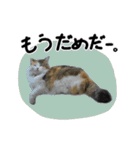 おふざけ三毛猫三毛吉。写真バージョン2。（個別スタンプ：24）