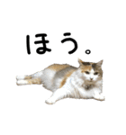 おふざけ三毛猫三毛吉。写真バージョン2。（個別スタンプ：26）