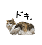 おふざけ三毛猫三毛吉。写真バージョン2。（個別スタンプ：27）