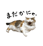 おふざけ三毛猫三毛吉。写真バージョン2。（個別スタンプ：28）
