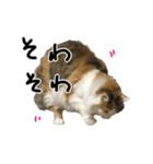 おふざけ三毛猫三毛吉。写真バージョン2。（個別スタンプ：29）