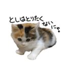 おふざけ三毛猫三毛吉。写真バージョン2。（個別スタンプ：30）