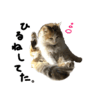 おふざけ三毛猫三毛吉。写真バージョン2。（個別スタンプ：32）