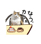 おふざけ三毛猫三毛吉。写真バージョン2。（個別スタンプ：33）