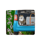 おふざけ三毛猫三毛吉。写真バージョン2。（個別スタンプ：34）