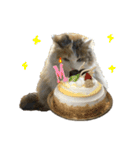 おふざけ三毛猫三毛吉。写真バージョン2。（個別スタンプ：35）