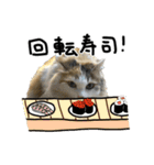 おふざけ三毛猫三毛吉。写真バージョン2。（個別スタンプ：39）