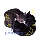 最後に送るにゃんころスタンプ（個別スタンプ：3）
