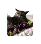 最後に送るにゃんころスタンプ（個別スタンプ：4）