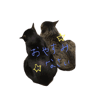 最後に送るにゃんころスタンプ（個別スタンプ：5）